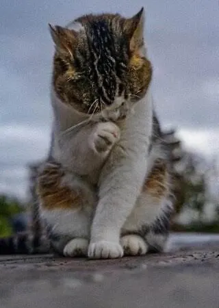 Skipbridge Farm Glamping * Йорк