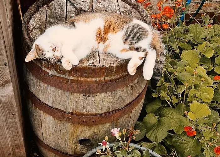 Campingplatz Skipbridge Farm Glamping York