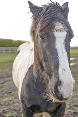 مكان تخييم Skipbridge Farm Glamping