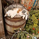 Camping Skipbridge Farm Glamping York