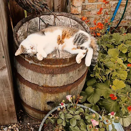 Campsite Skipbridge Farm Glamping York