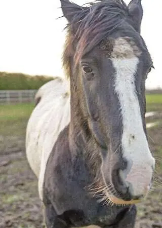 Campsite Skipbridge Farm Glamping